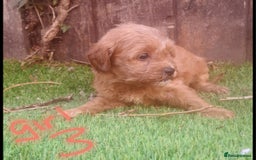 Cavapoo dogs for sale: Cavapoos pups amazing coulers  - Image 14
