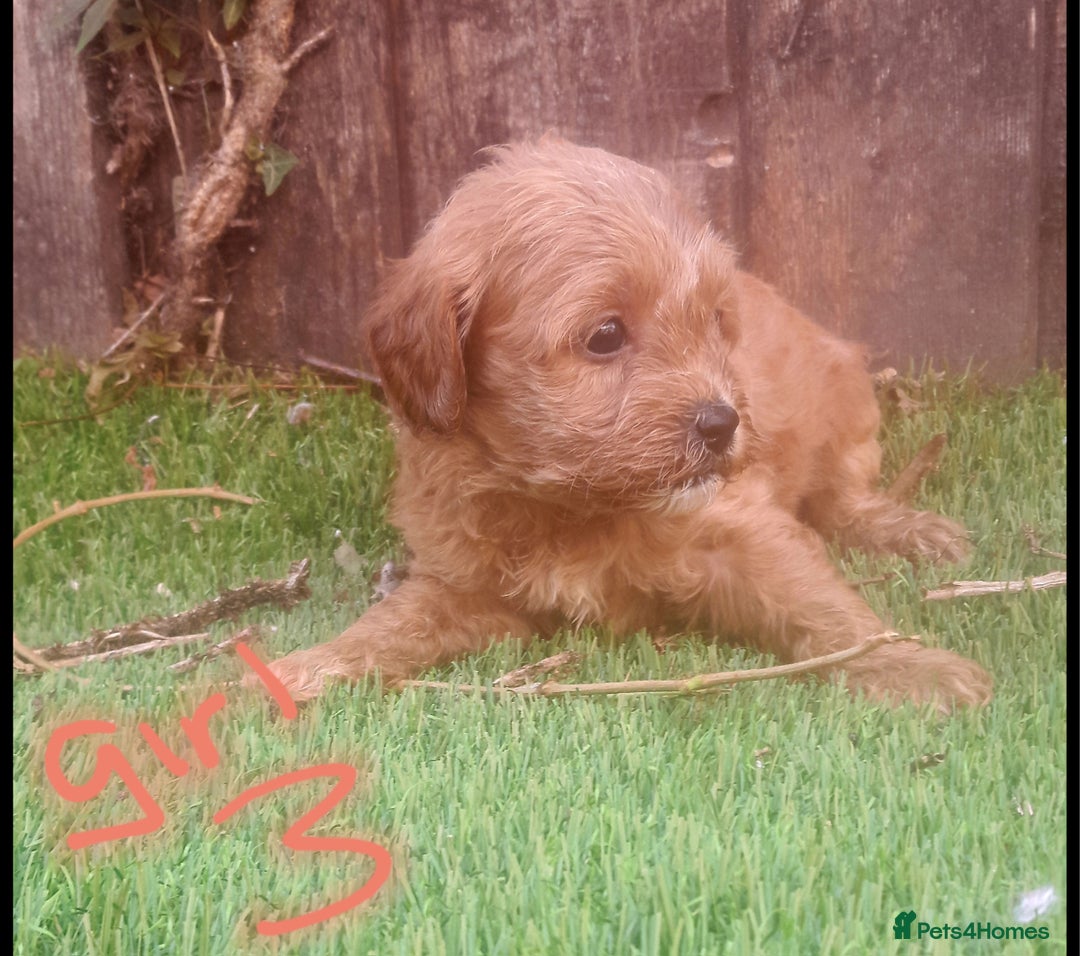 Cavapoo dogs for sale: Cavapoos pups amazing coulers  - Image 14