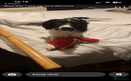 English Springer Spaniel dogs for sale: Male English springer spaniel - Image 3