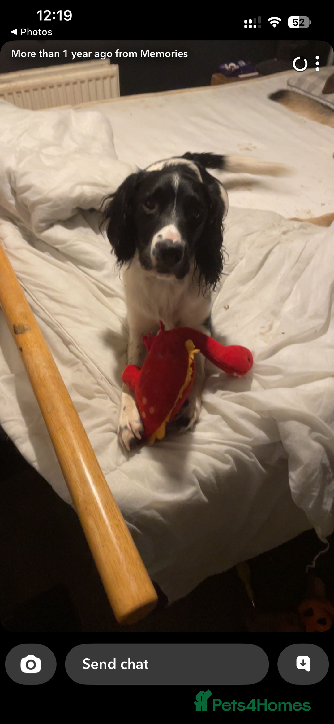 English Springer Spaniel dogs for sale: Male English springer spaniel - Image 3