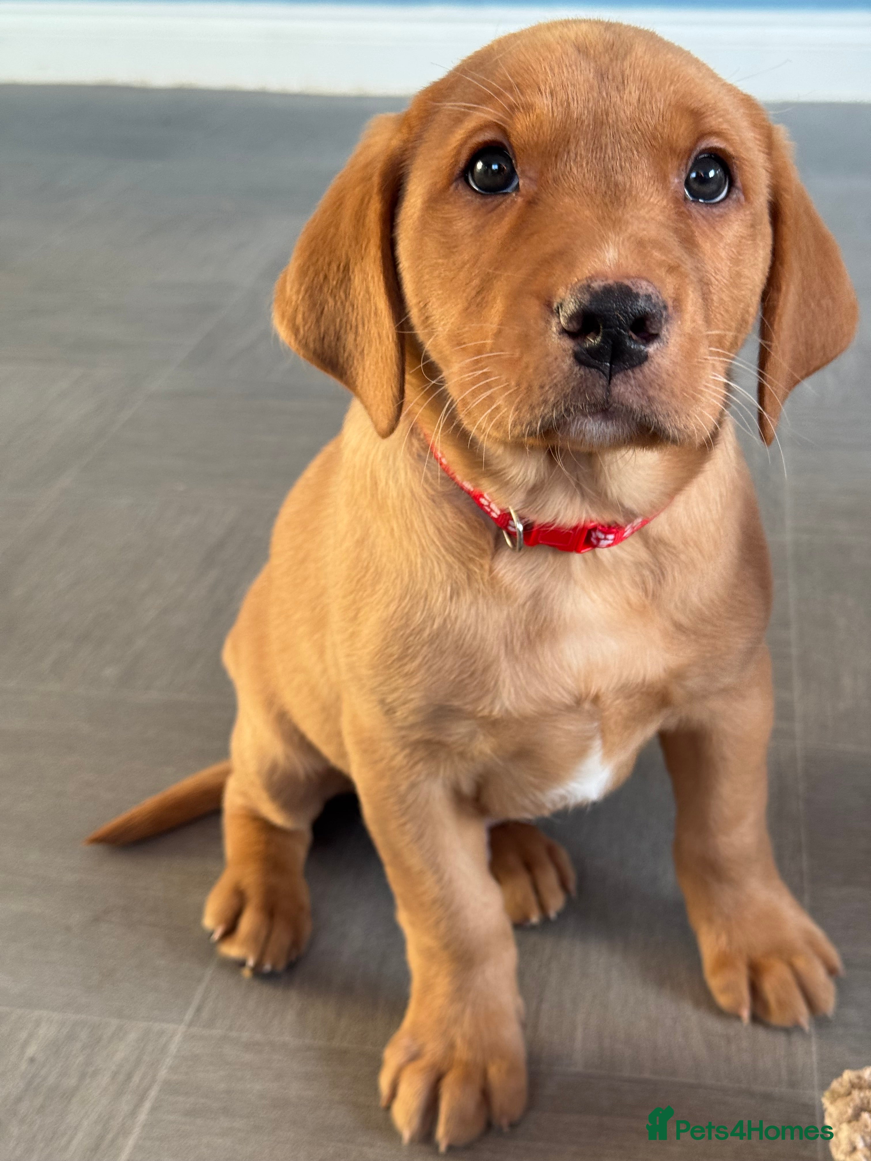 Labrador Retriever dogs Amazing KC Labradors fully health tested parents  - Advert 9