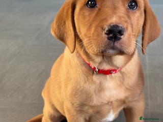 Labrador Retriever dogs Amazing KC Labradors fully health tested parents - Advert 9