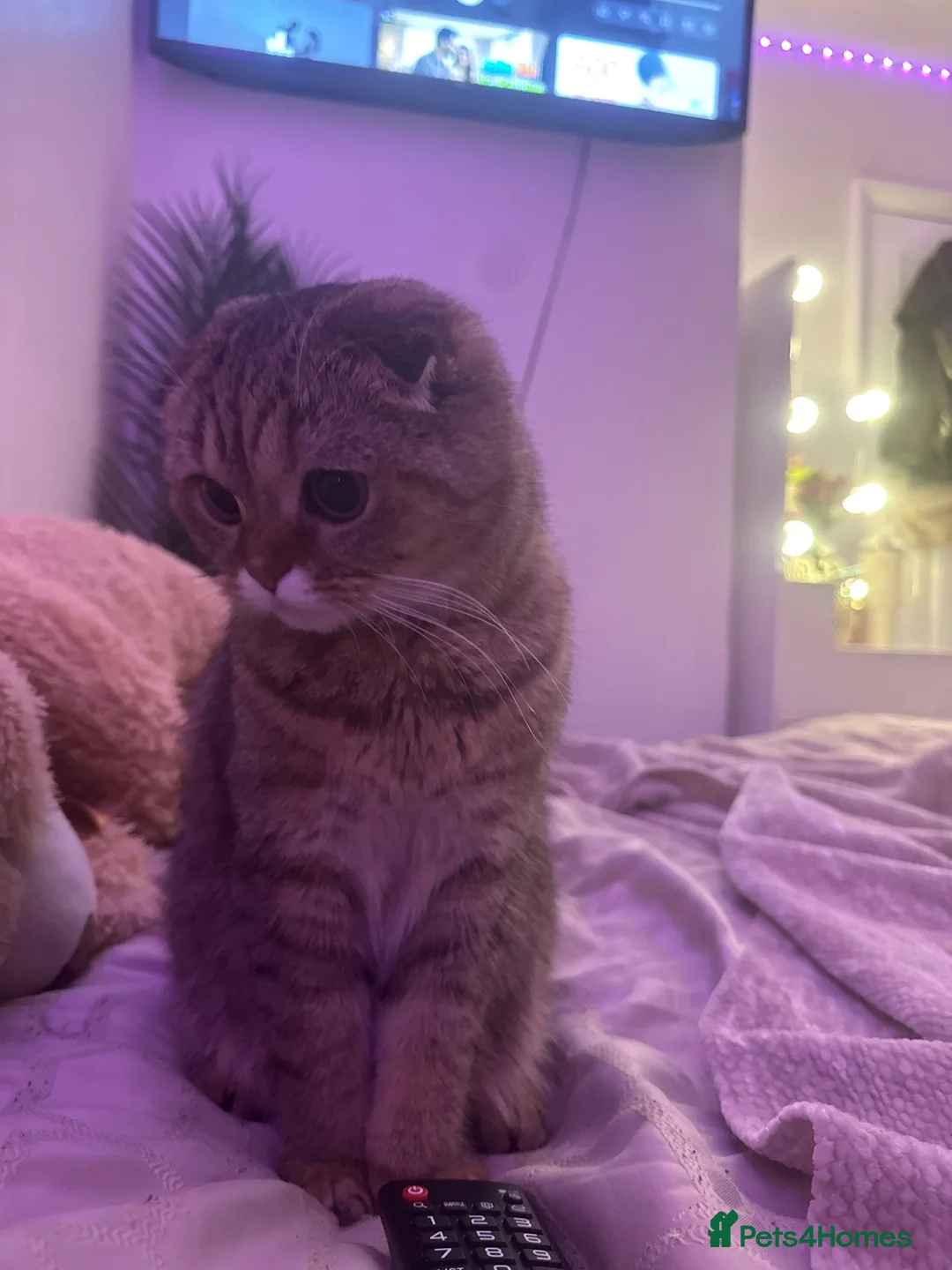 Scottish Fold cats for sale: 4 Scottish fold x Scottish straight  in Northampton - Advert 1