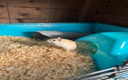 Gerbil rodents for sale: adult & baby gerbils for sale - Image 6