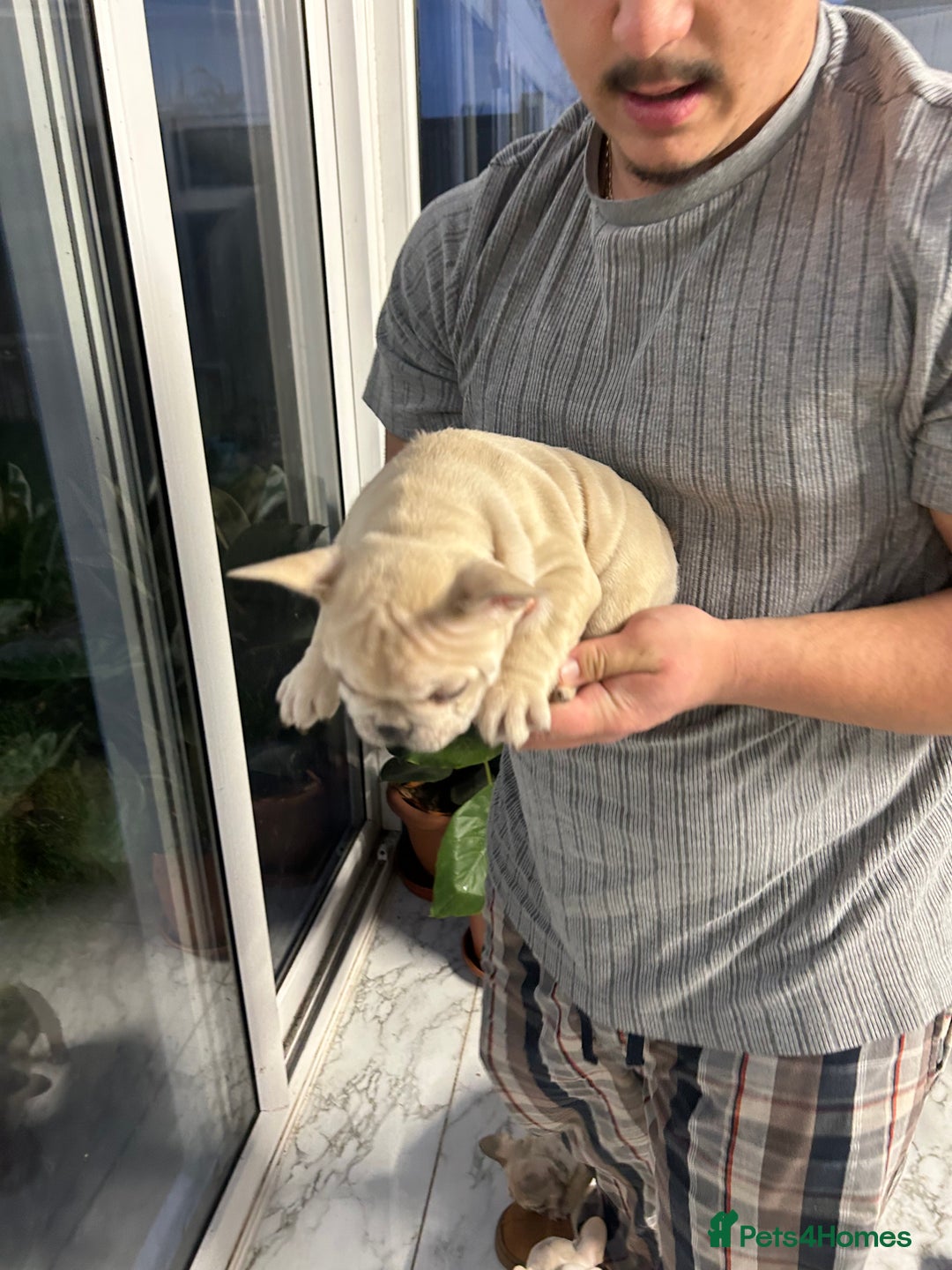 French Bulldog dogs for sale: 3 Extremely beautiful French bull terriers kc reg  - Advert 13