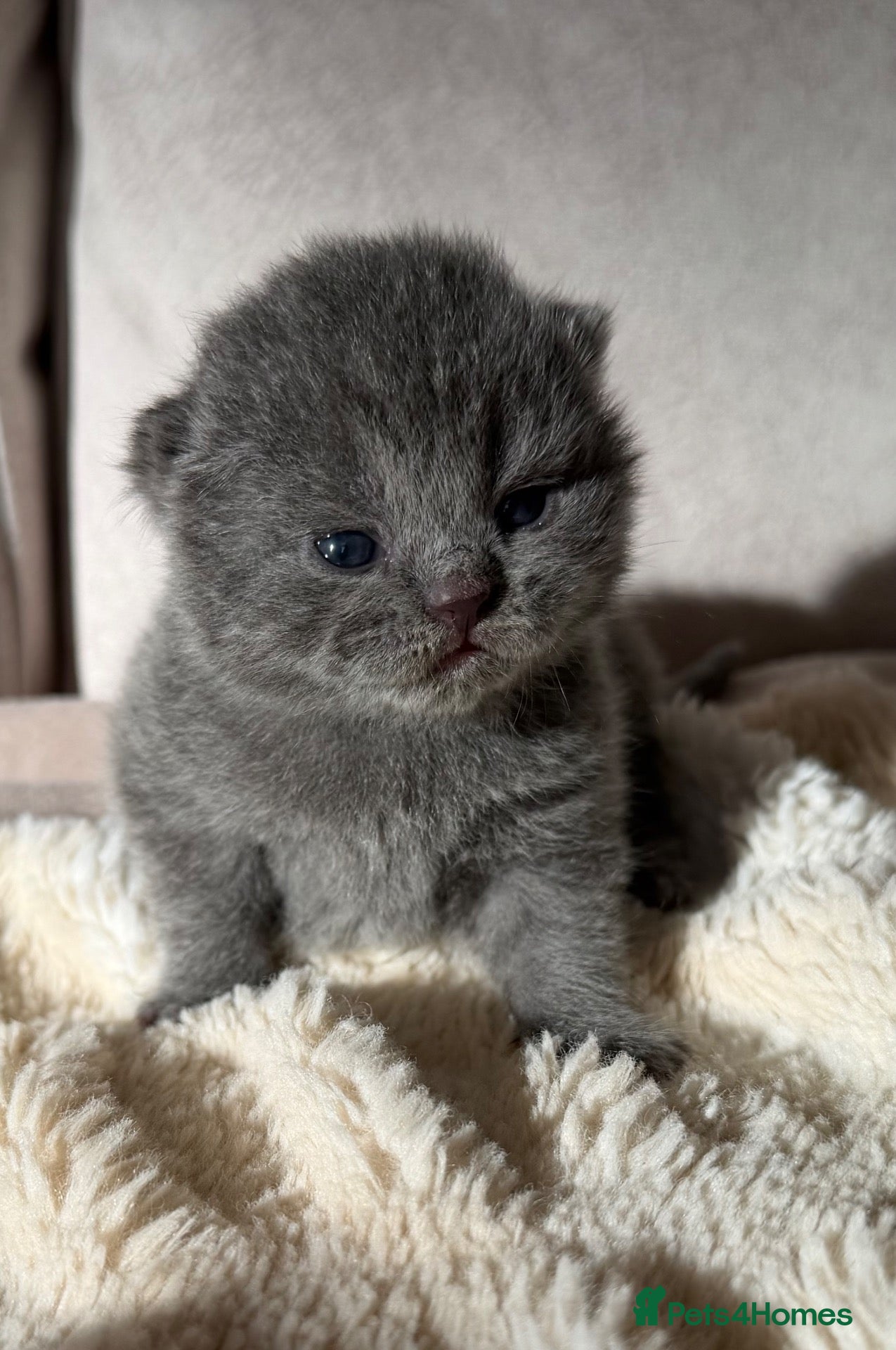 British Shorthair cats Exceptional quality British shorthair kittens  - Advert 1