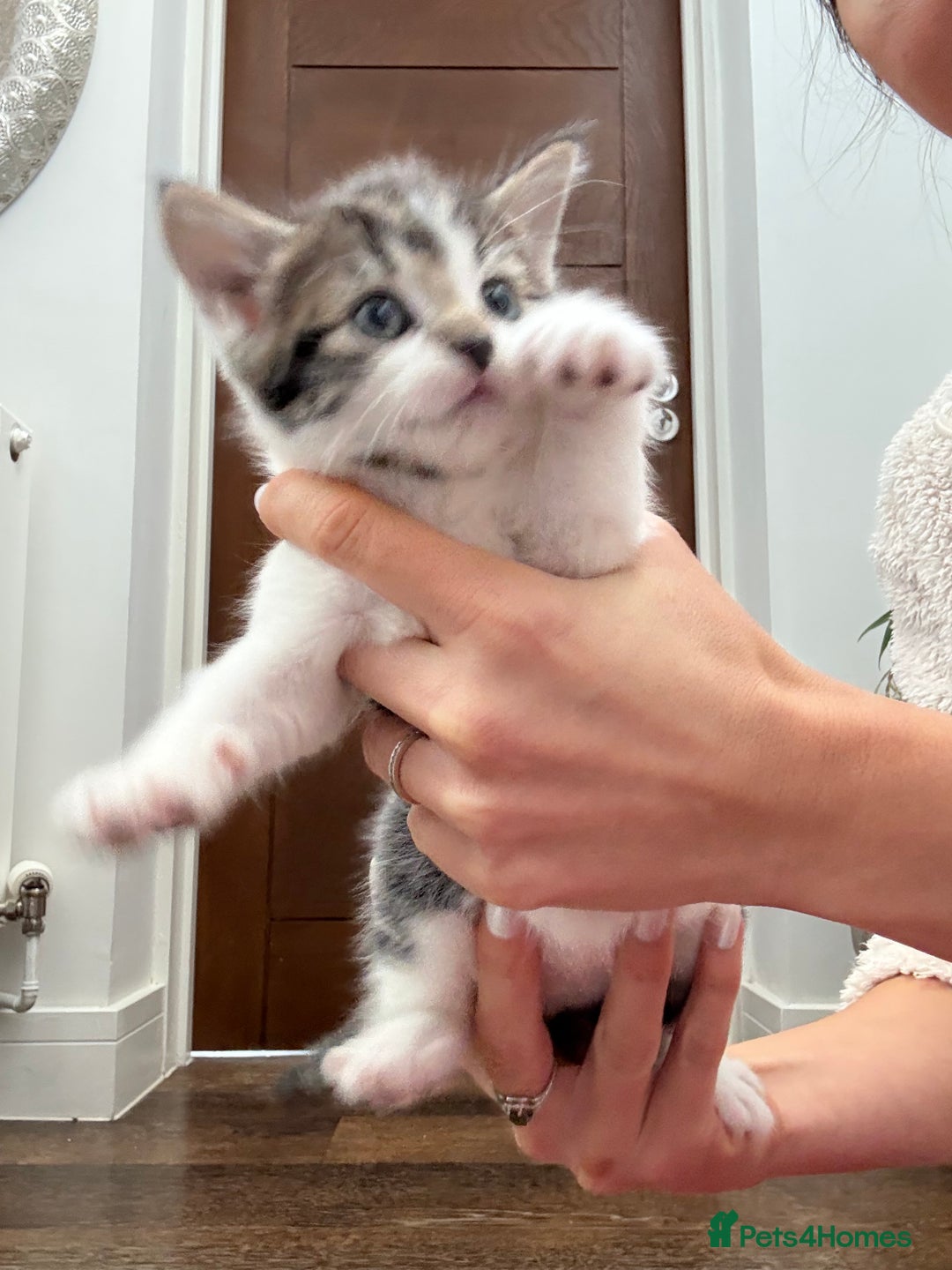 Mixed Breed cats for sale: 2 beautiful Kittens, 1 boy  1 girl - Advert 13