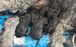 Goldendoodle dogs for sale: Golden doodles  - Image 4