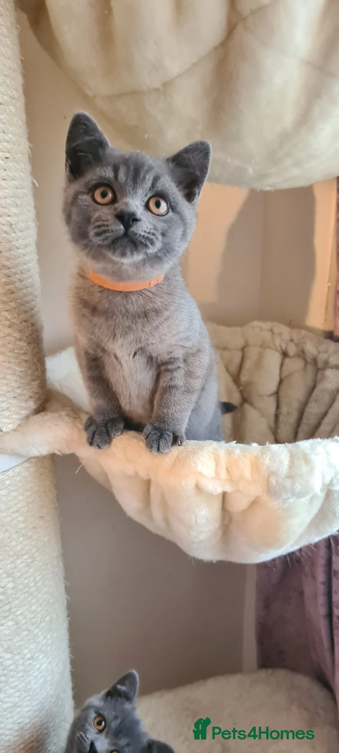 British Shorthair cats for sale: British shorthair blue kittens  - Advert 13