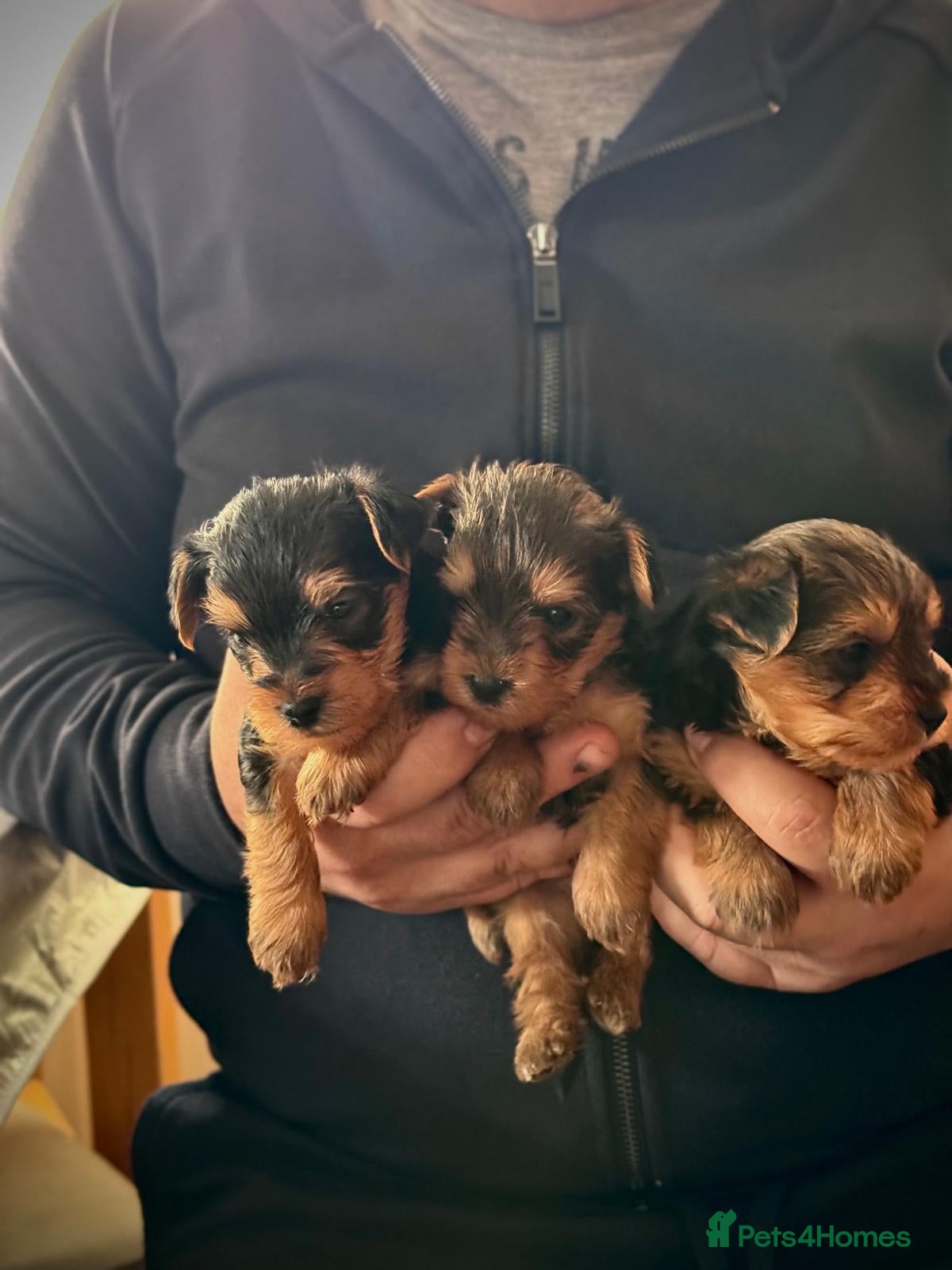 Yorkshire Terrier dogs 3 Adorable Yorkshire Terrier Puppies (2F, 1M) - Advert 7