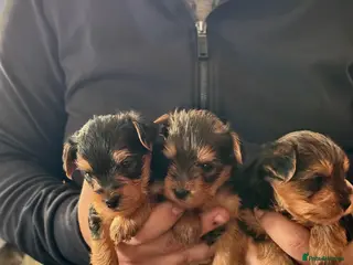 Yorkshire Terrier dogs 3 Adorable Yorkshire Terrier Puppies (2F, 1M) - Advert 5