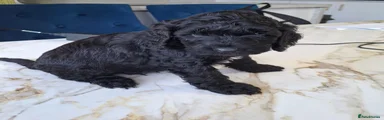 Cockapoo 1 Black