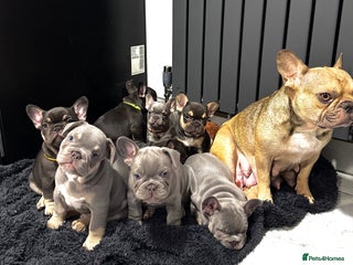 French Bulldog dogs - Advert 3