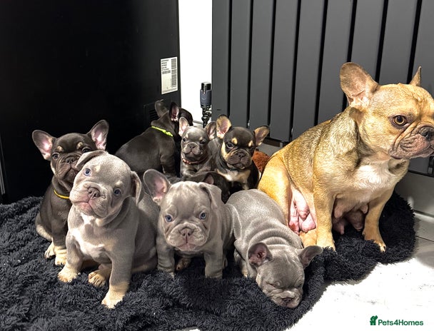French Bulldog dogs - Advert 7