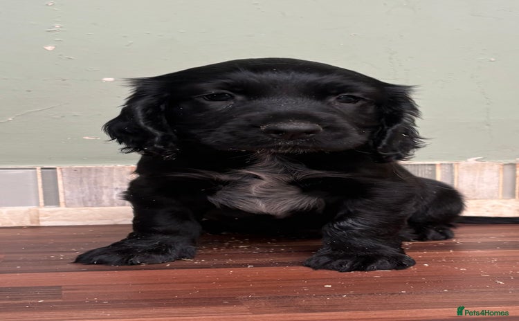 Cocker Spaniel dogs - Advert 4