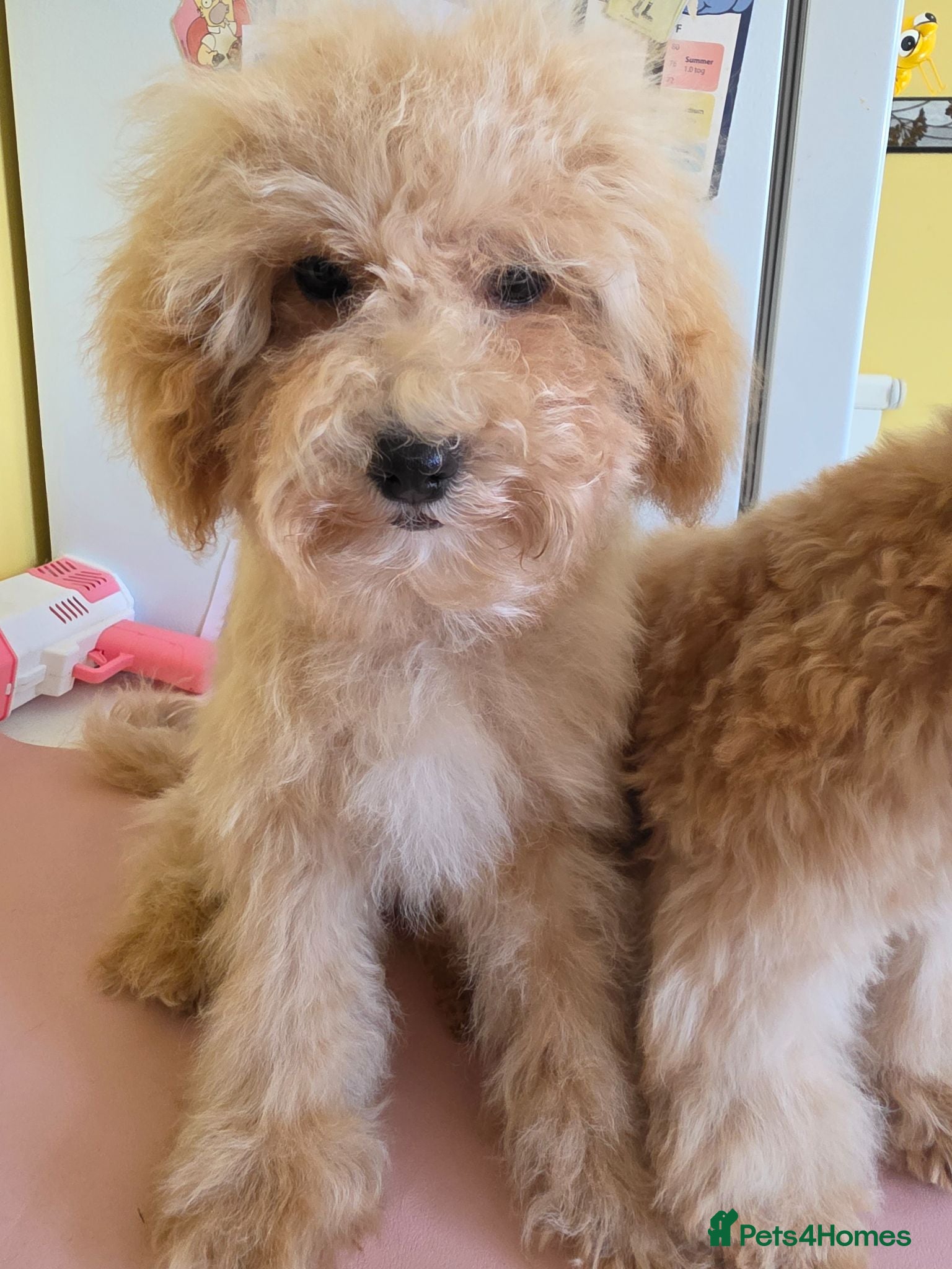 Poochon dogs Bichon X Toy Poodle ( poochon) - Advert 4