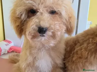 Poochon dogs Bichon X Toy Poodle ( poochon) - Advert 4