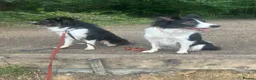 Border Collie dogs for sale: Border collie puppies.  in Faversham - Advert 9