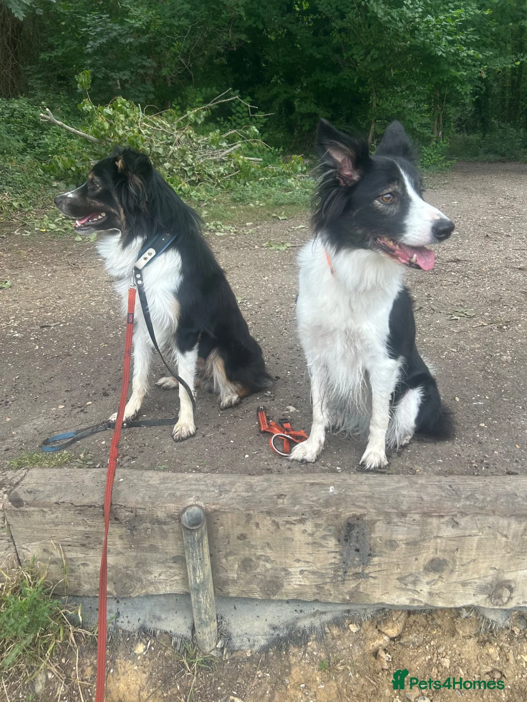 Border Collie dogs for sale: Border collie puppies.  in Faversham - Advert 9