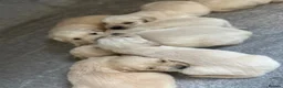Golden Retriever dogs for sale: Beautiful golden retiver boy - Advert 6