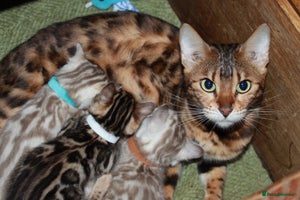 Bengal cats Pedigree TICA Bengal Kittens - Ready 07/01/26 - Advert 2