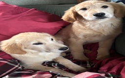 Golden Retriever dogs for sale: Beautiful Golden Retriever Puppies - Image 5