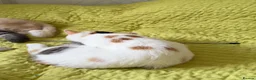 Exotic cats for sale: Gorgeous GCCF reg. kittens from Champions parents  - Advert 30