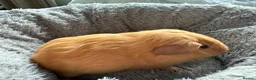Guinea Pig rodents for sale: Guinea pig baby boy for sale  in London - Advert 4