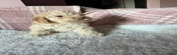 Toy Poodle dogs for sale: Chocolate & Toy Poodle Babies READY NOW - Advert 15