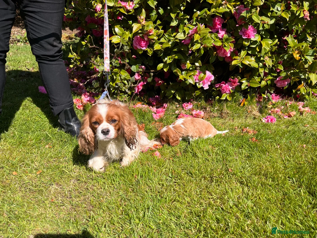 Cavalier King Charles Spaniel dogs for sale: KC reg Cavalier King Charles Spaniel Puppy  - Advert 7