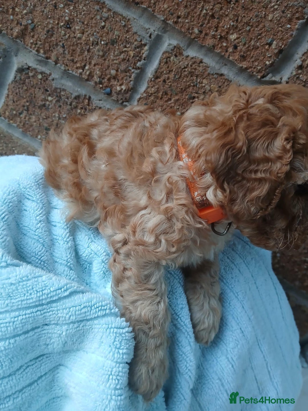 Cockapoo dogs for sale: READY NOW 5* F2B Apricot Merle Cockapoos - Image 14