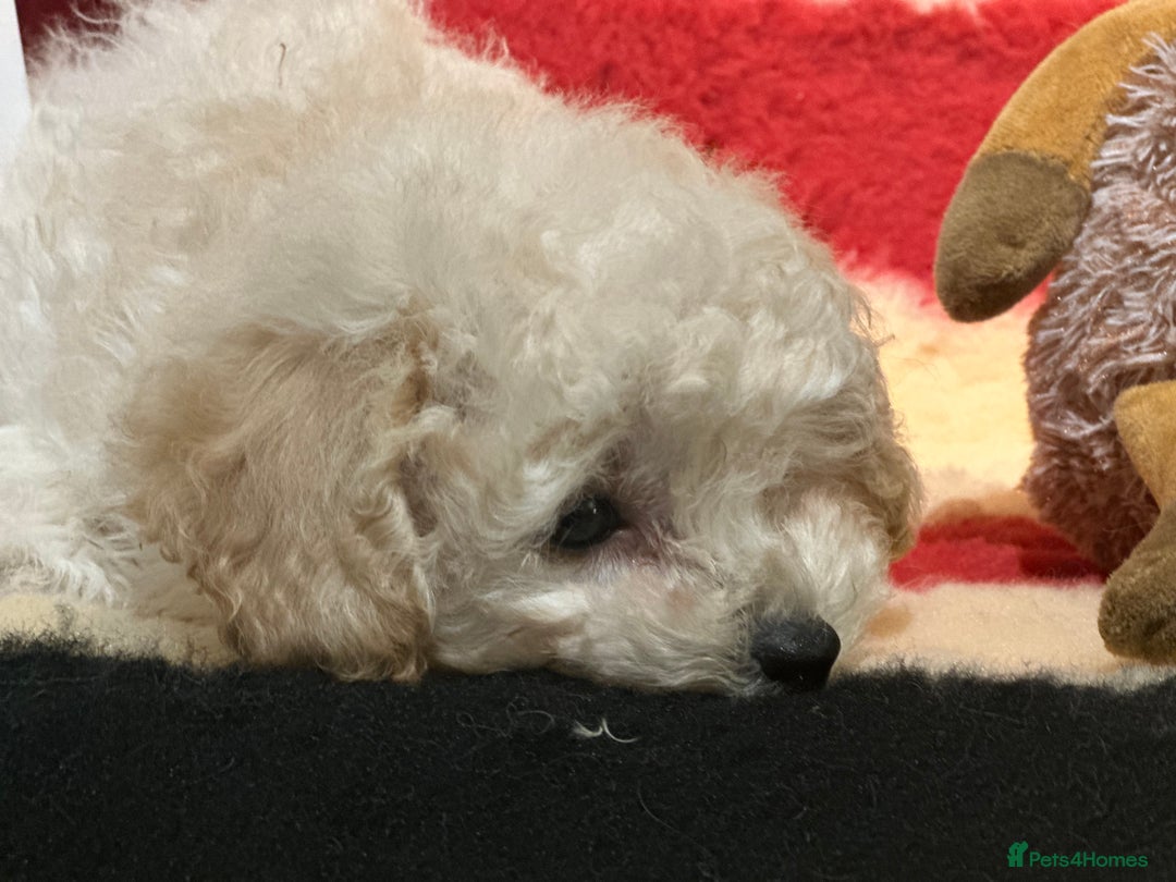 Poochon dogs for sale: Beautiful small  poochon girls ready now  - Advert 4