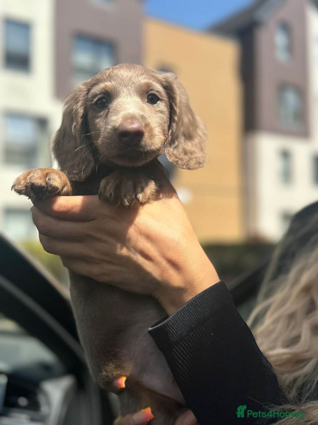 Miniature Dachshund dogs for sale: 1 last Black and Tan Male left!!!   in Watford - Image 7