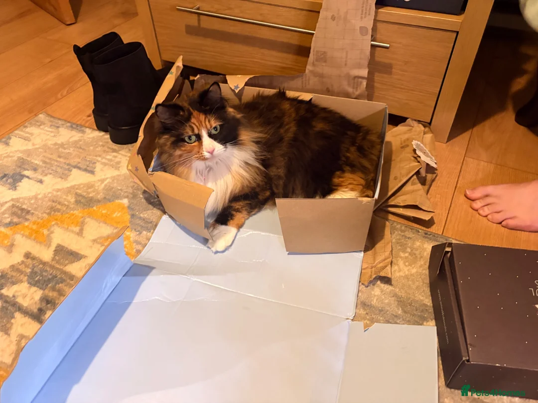 Maine Coon cats for sale: Affectionate 3/4 Maine coon young adult cat in Barnstaple - Advert 5