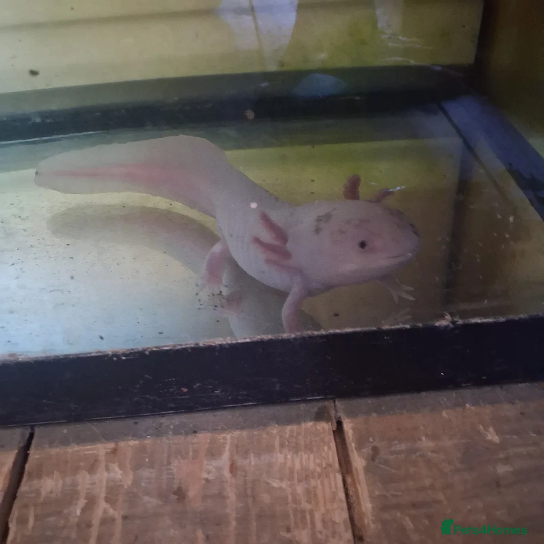Axolotl reptiles for sale: Male axolotl for rehoming! in Brighton - Advert 2