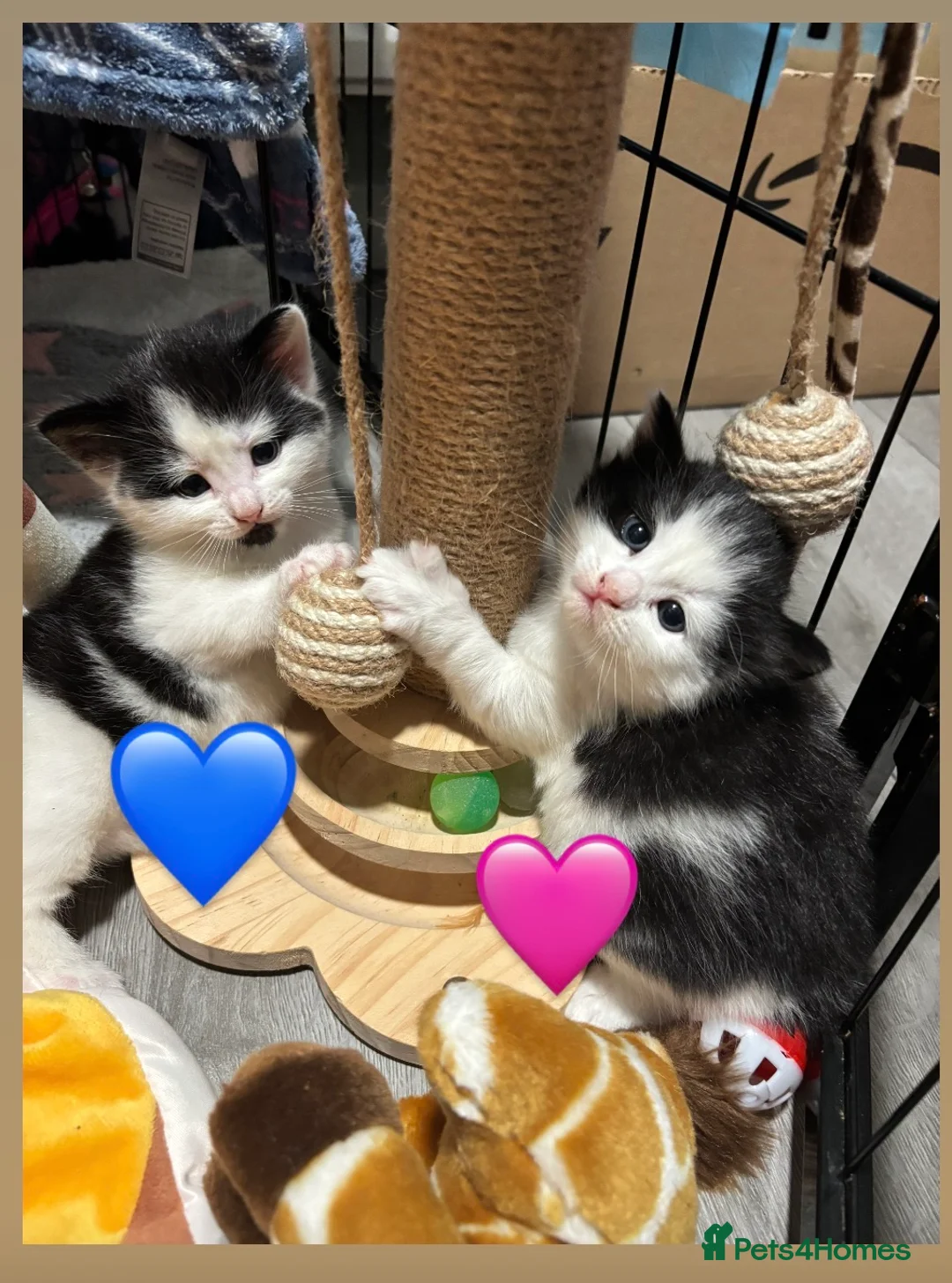 Mixed Breed cats for sale: Kittens - Advert 2