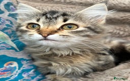 Siberian cats for sale: Stunning TICA reg Siberian kittens  - Image 2
