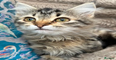 Siberian cats - Advert 8