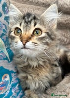 Siberian cats - Advert 2