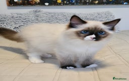 Ragdoll cats for sale: Boy Purebred Ragdolls – Loving Homes Needed - Image 8