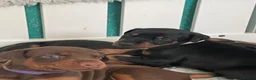 Dobermann dogs for sale: KC Reg Doberman - Health tested parents - Advert 3