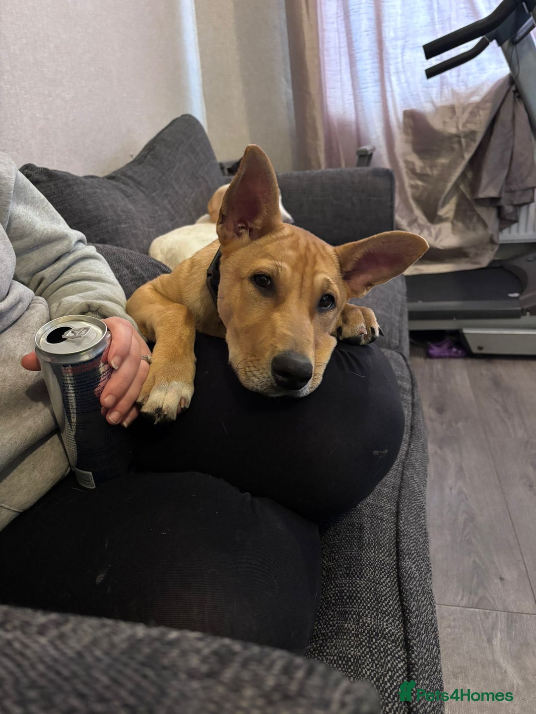 Mixed Breed dogs for sale: Lexi 7 Months old - Advert 4