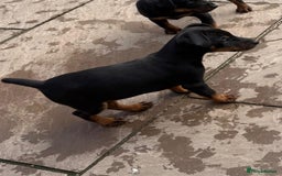 Jagdterrier dogs for sale: Jagd terrier dog & bitch pup - Image 8