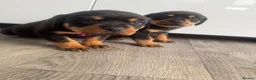 Rottweiler dogs for sale: 🐶🐾 Rottweiler puppies 🐾🐶 - Advert 11