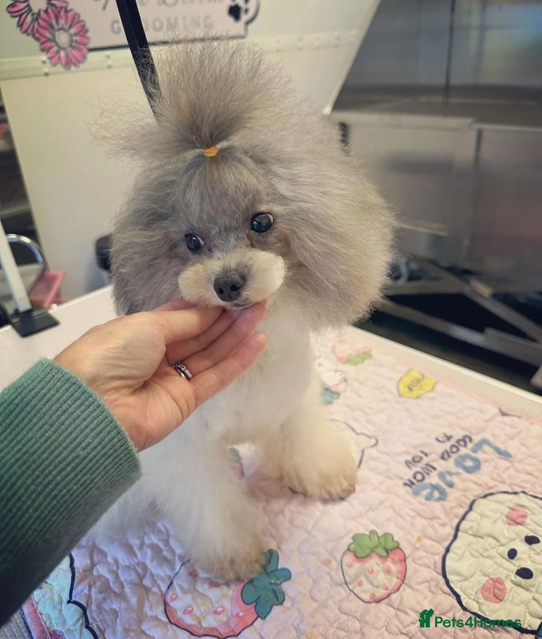 Mixed Breed dogs for sale: Chorkiepoo asian toy poodle type  - Advert 4