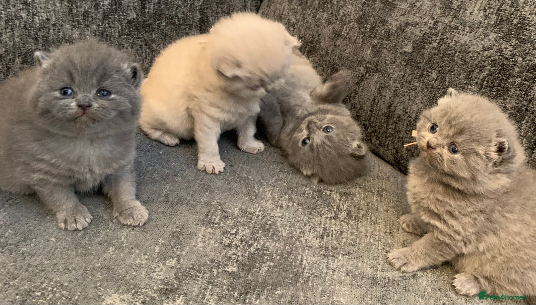 British Shorthair cats for sale: British blue shorthair kittens  - Image 7