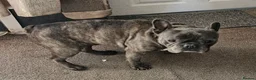 French Bulldog dogs for sale: Reluctant Rehoming, Bruce 6 yrs old French Bulldog in Wigan - Advert 2