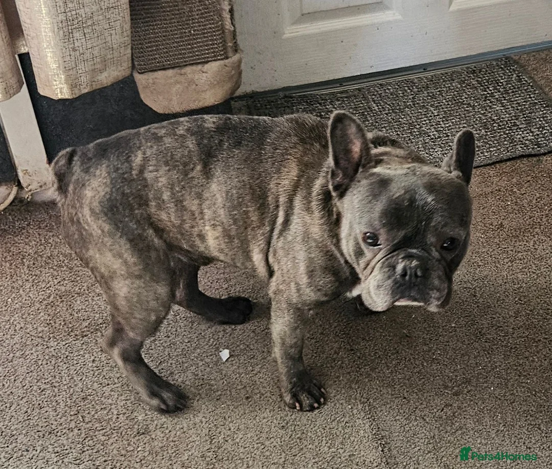 French Bulldog dogs for sale: Reluctant Rehoming, Bruce 6 yrs old French Bulldog in Wigan - Advert 2