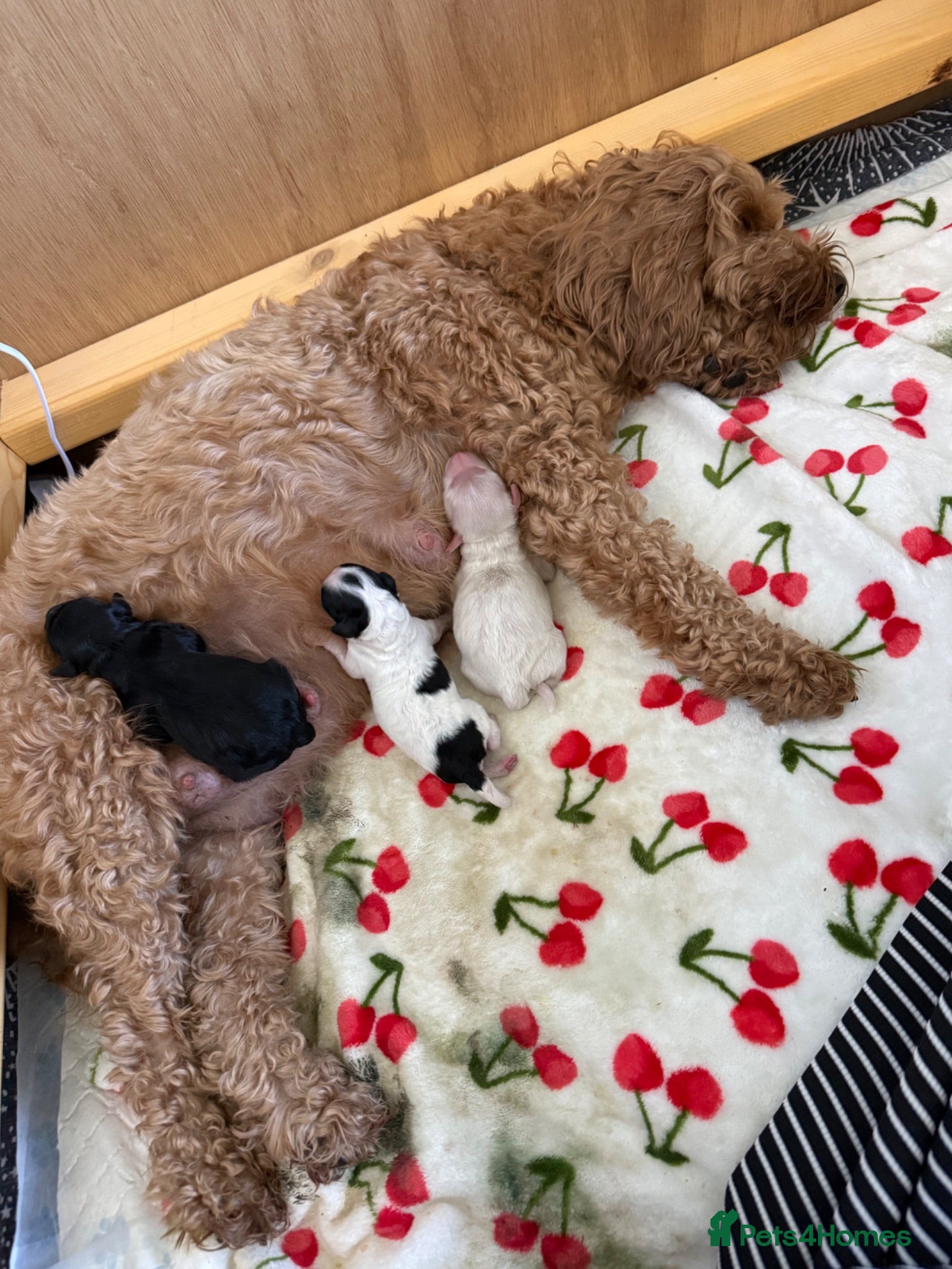 Cavapoo dogs 3 beautiful pups looking for their forever home - Advert 17