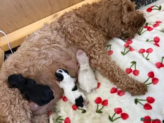 Cavapoo dogs 3 beautiful pups looking for their forever home - Advert 17